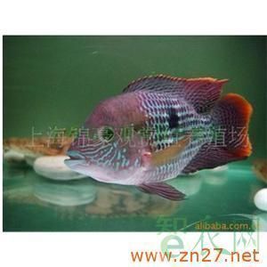 紅尾皇冠魚(yú)繁殖攻擊案例 觀賞魚(yú)市場(chǎng)（混養(yǎng)魚(yú)） 第3張