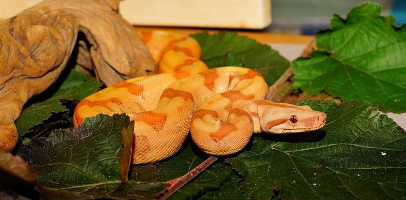 紅尾平克魚繁殖周期詳解（如何判斷紅尾平克魚繁殖成功率提升方法） 觀賞魚市場（混養(yǎng)魚） 第5張