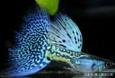 龍魚訓食飼料 蝦飼料（蝦飼料對龍魚健康有什么影響？） 水族問答