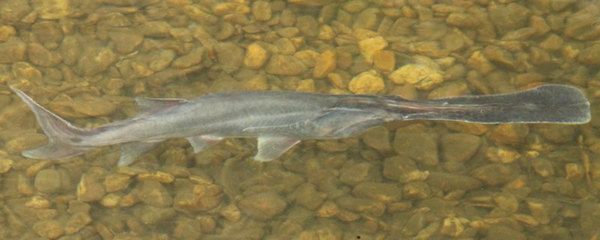 鴨嘴魚冬季養(yǎng)殖技巧（冬季養(yǎng)殖鴨嘴魚的技巧） 觀賞魚市場(chǎng)（混養(yǎng)魚） 第5張