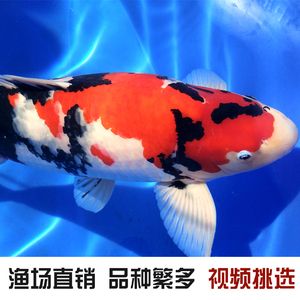 龍魚批發(fā)祥龍魚場（祥龍魚場龍魚價格及種類） 龍魚百科 第1張