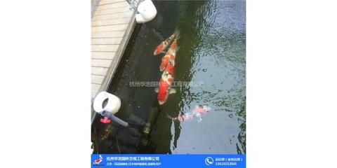 龍魚批發(fā)祥龍魚場（祥龍魚場龍魚價格及種類） 龍魚百科 第4張