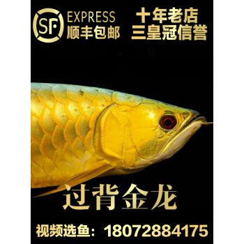 龍魚小魚苗（龍魚小魚苗價(jià)格會(huì)影響龍魚小魚苗的生長(zhǎng)和發(fā)展）