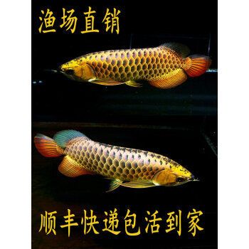 龍魚小魚苗（龍魚小魚苗價(jià)格會影響龍魚小魚苗的生長和發(fā)展） 龍魚百科 第5張