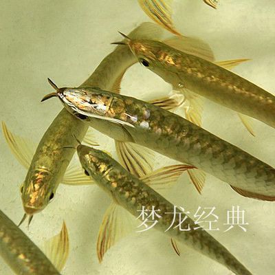 龍魚不吃東西是怎么回事（龍魚不吃東西怎么辦） 龍魚百科 第5張