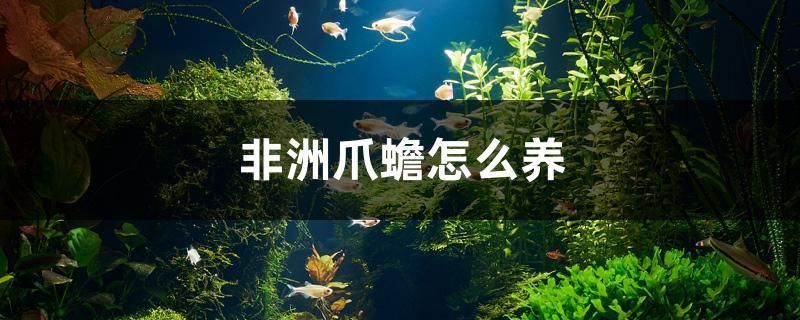 如何判斷麥肯斯銀版魚(yú)健康（如何改善麥肯斯銀版魚(yú)水質(zhì),銀版魚(yú)鰓部病變處理方法） 觀賞魚(yú)市場(chǎng)（混養(yǎng)魚(yú)） 第4張