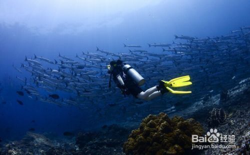 如何選擇安全的潛水地點(diǎn)（如何選擇潛水地點(diǎn)） 觀賞魚市場（混養(yǎng)魚） 第5張