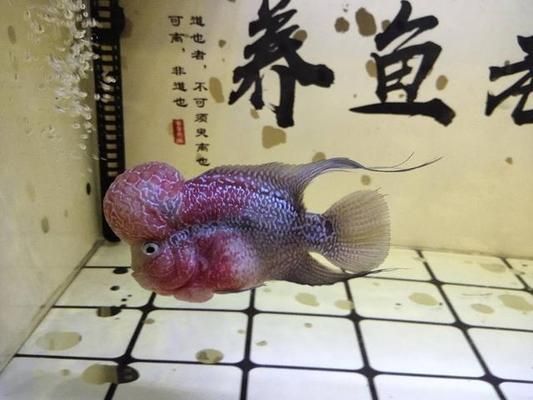 觀賞魚殺蟲藥副作用（觀賞魚殺蟲藥使用與魚類健康影響） 觀賞魚市場(chǎng)（混養(yǎng)魚） 第3張