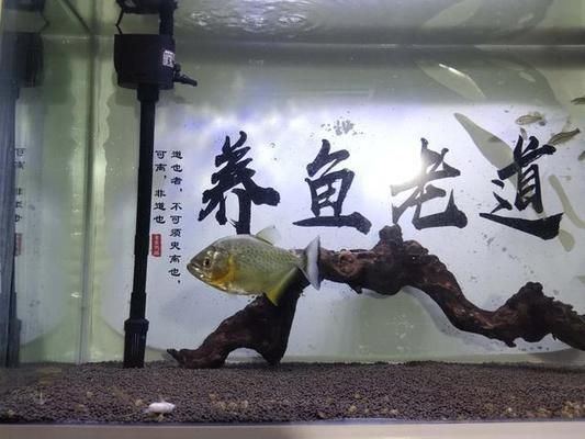 觀賞魚殺蟲藥副作用（觀賞魚殺蟲藥使用與魚類健康影響） 觀賞魚市場(chǎng)（混養(yǎng)魚） 第1張