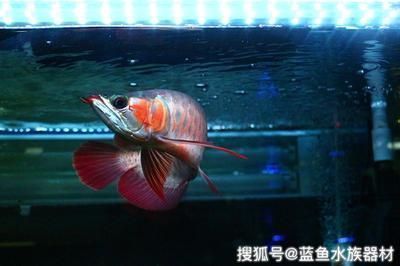 龍魚入新缸第三天可以喂食嗎（新缸中龍魚入缸第三天是否可以喂食，需謹慎處理） 龍魚百科 第5張