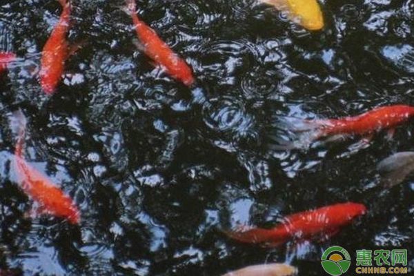 三色錦鯉魚(yú)飼料選擇（三色錦鯉飼料品牌推薦，三色錦鯉飼料中添加營(yíng)養(yǎng)素的作用）