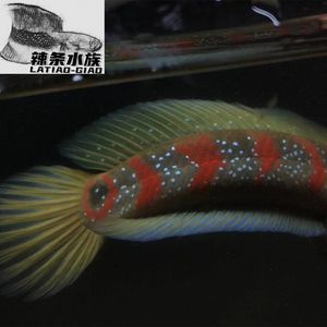 七星魚和雷龍魚的區(qū)別在哪（七星魚和雷龍魚在外觀、生活環(huán)境、飼養(yǎng)難度、繁殖習性和經(jīng)濟價值） 龍魚百科 第5張