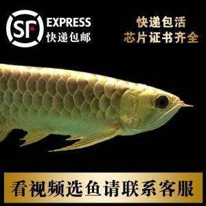 紅龍魚芯片信息查詢方法（如何辨別紅龍魚芯片真?zhèn)危? title=