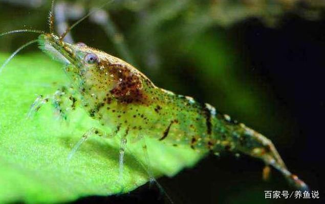 潛水艇魚繁殖環(huán)境布置要點(diǎn)（潛水艇魚繁殖環(huán)境布置） 觀賞魚市場（混養(yǎng)魚） 第5張