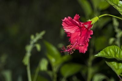 深圳哪里有龍魚批發(fā)市場(chǎng)?。ㄉ钲邶堲~購(gòu)買地點(diǎn)） 龍魚百科 第4張