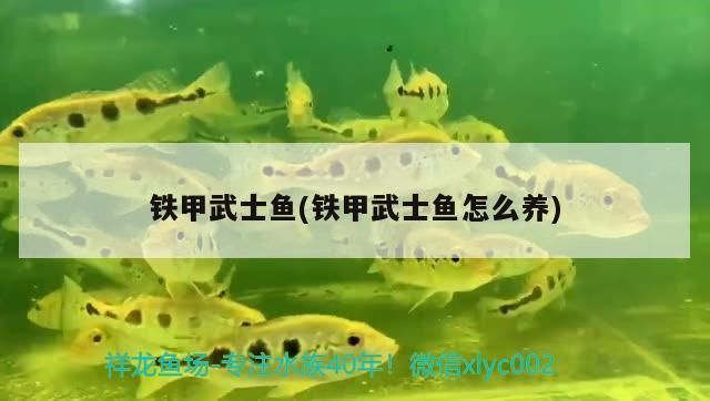 鐵甲武士魚繁殖期行為變化（鐵甲武士魚在繁殖期的行為變化） 觀賞魚市場(chǎng)（混養(yǎng)魚） 第5張