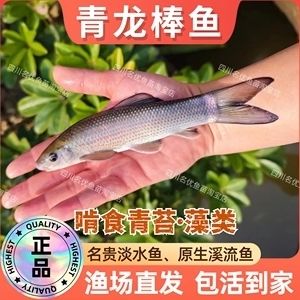 青龍魚(yú)價(jià)格（青龍魚(yú)市場(chǎng)價(jià)格趨勢(shì)） 龍魚(yú)百科 第4張