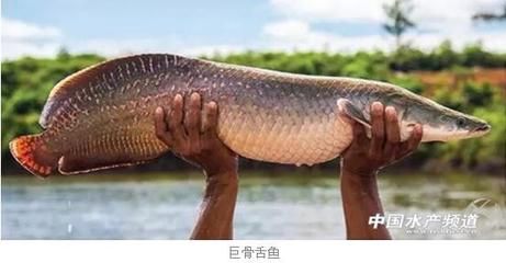 亞馬遜河魚類繁殖季節(jié)（亞馬遜河魚類繁殖季節(jié)可能因種類而異，可能因種類而異） 觀賞魚市場（混養(yǎng)魚） 第4張