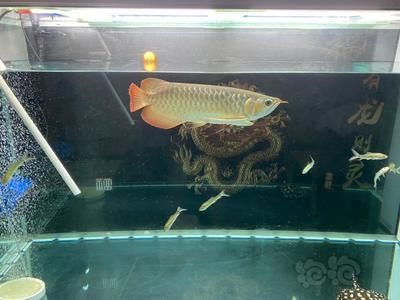 龍魚入缸幾天換水比較好（新龍魚入缸后如何換水） 龍魚百科 第2張