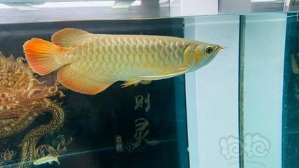 龍魚入缸幾天換水比較好（新龍魚入缸后如何換水） 龍魚百科 第3張