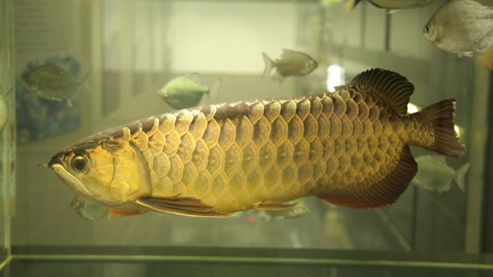 藍(lán)底過(guò)背金龍魚(yú)的飼料選擇（藍(lán)底過(guò)背金龍魚(yú)的飼料選擇對(duì)于確保其健康成長(zhǎng)至關(guān)重要）