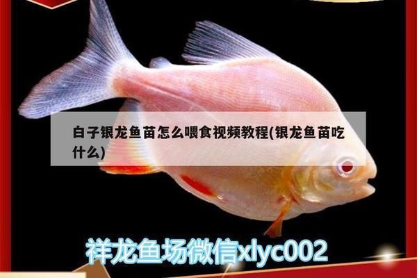 白子銀龍魚苗喂食量控制（白子銀龍魚的飼養(yǎng)管理） 觀賞魚市場（混養(yǎng)魚） 第2張