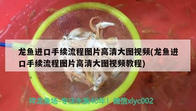 進口龍魚回國需要什么手續(xù)和證件（進口龍魚回國所需的手續(xù)和證件） 龍魚百科 第2張