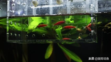 斑馬魚繁殖期飼料選擇（斑馬魚繁殖期飼料品牌推薦） 觀賞魚市場（混養(yǎng)魚） 第1張