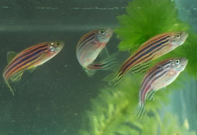 斑馬魚繁殖期飼料選擇（斑馬魚繁殖期飼料品牌推薦） 觀賞魚市場（混養(yǎng)魚） 第5張