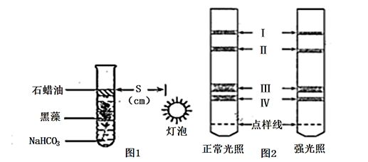 龍魚喂什么長(zhǎng)的快一點(diǎn)好養(yǎng)（龍魚喂養(yǎng)常見誤區(qū)解析龍魚的喂食策略對(duì)龍魚的影響） 龍魚百科 第2張