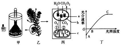 龍魚喂什么長(zhǎng)的快一點(diǎn)好養(yǎng)（龍魚喂養(yǎng)常見誤區(qū)解析龍魚的喂食策略對(duì)龍魚的影響） 龍魚百科 第3張