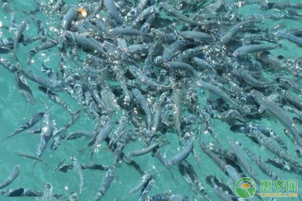 繁殖后魚苗空間規(guī)劃建議（繁殖后魚苗的空間規(guī)劃建議） 觀賞魚市場（混養(yǎng)魚） 第1張