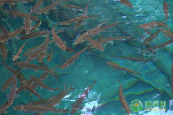 繁殖后魚苗空間規(guī)劃建議（繁殖后魚苗的空間規(guī)劃建議） 觀賞魚市場（混養(yǎng)魚） 第5張