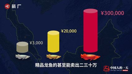 賣龍魚賺錢嗎（賣龍魚是否賺錢） 龍魚百科 第4張