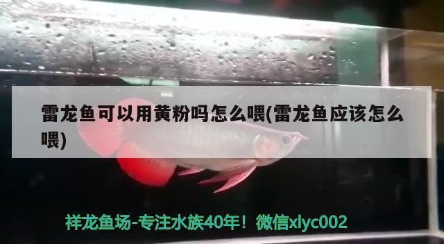 雷龍魚黃粉如何使用（雷龍魚黃粉藥浴效果如何） 龍魚百科 第1張