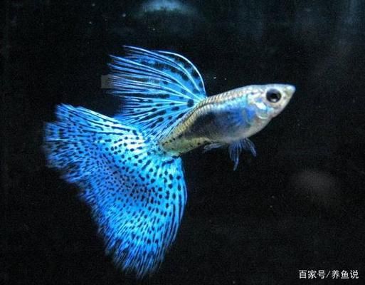 雷龍魚黃粉如何使用（雷龍魚黃粉藥浴效果如何） 龍魚百科 第3張