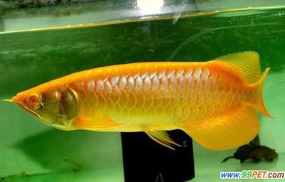 龍魚(yú)立鱗的原因及治療方法（龍魚(yú)立鱗病的原因及相應(yīng)的治療方法） 龍魚(yú)百科 第5張