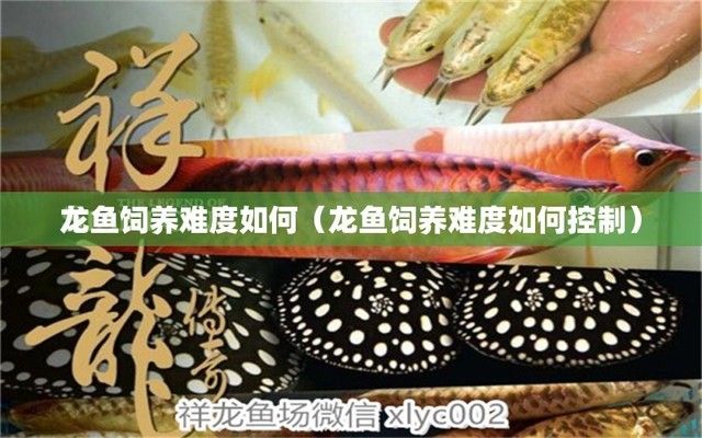 龍魚為什么國內(nèi)繁殖不了（龍魚在國內(nèi)繁殖面臨的主要問題） 龍魚百科 第5張