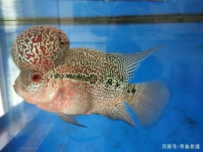 龍魚的飼養(yǎng)條件和要求（飼養(yǎng)龍魚的注意事項(xiàng)） 龍魚百科 第5張