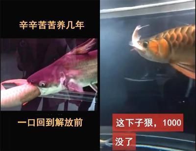 龍魚為啥就是不吃活食（龍魚不吃活食怎么辦） 龍魚百科 第3張