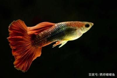 雷龍魚和錦鯉（雷龍魚和錦鯉混養(yǎng)注意事項(xiàng)，雷龍魚混養(yǎng)注意事項(xiàng)） 龍魚百科 第1張