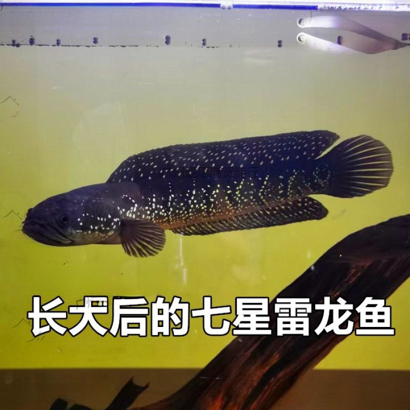 雷龍魚和錦鯉（雷龍魚和錦鯉混養(yǎng)注意事項(xiàng)，雷龍魚混養(yǎng)注意事項(xiàng)） 龍魚百科 第4張