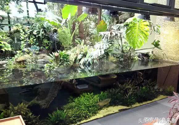 龍魚 造景（如何避免龍魚缸造景污染,龍魚缸造景的維護(hù)技巧） 龍魚百科 第4張