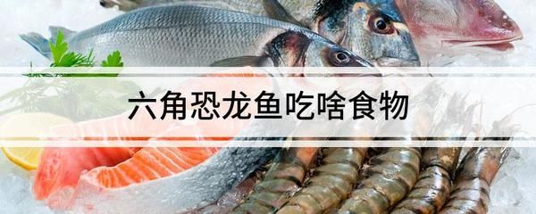 六角恐龍魚飼料吃進去又吐出來（六角恐龍魚吃飼料后又吐出來可能是多種因素造成的） 龍魚百科 第5張