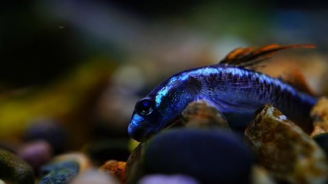 龍魚喂飼料好還是活食好（龍魚幼魚活食喂養(yǎng)技巧龍魚幼魚活食喂養(yǎng)技巧）