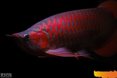 什么紅龍魚好看又漂亮又好養(yǎng)（辣椒紅龍魚、橙紅龍魚、過背金龍魚、高背紅尾金龍魚） 龍魚百科 第1張