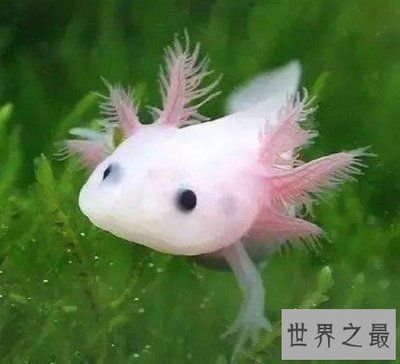 六角龍魚不能混養(yǎng)嗎（六角龍魚在混養(yǎng)時需要考慮到食物供應(yīng)的充足性以及捕食能力） 龍魚百科 第3張