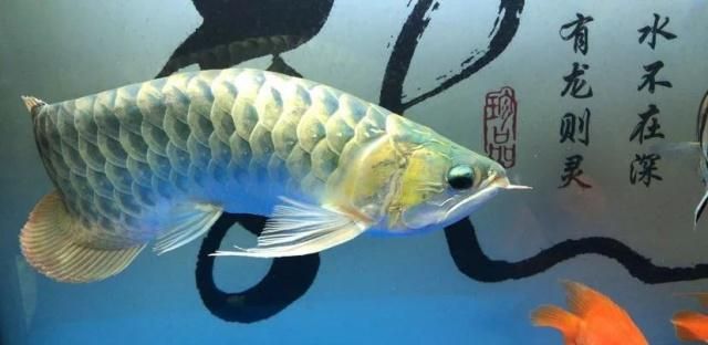 申古一型孔雀龍魚（孔雀龍魚的飼養(yǎng)技巧）