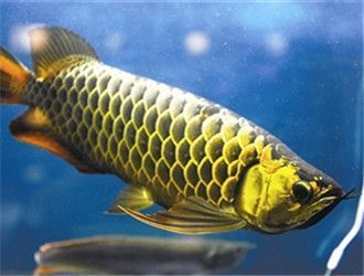 金龍魚(yú)過(guò)背和高背的區(qū)別是什么（過(guò)背金龍魚(yú)和高背金龍魚(yú)的區(qū)別）