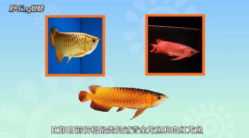 龍魚(yú)魚(yú)苗好養(yǎng)嗎怎么養(yǎng)（如何控制龍魚(yú)缸內(nèi)水質(zhì)，龍魚(yú)苗日常護(hù)理要點(diǎn)）